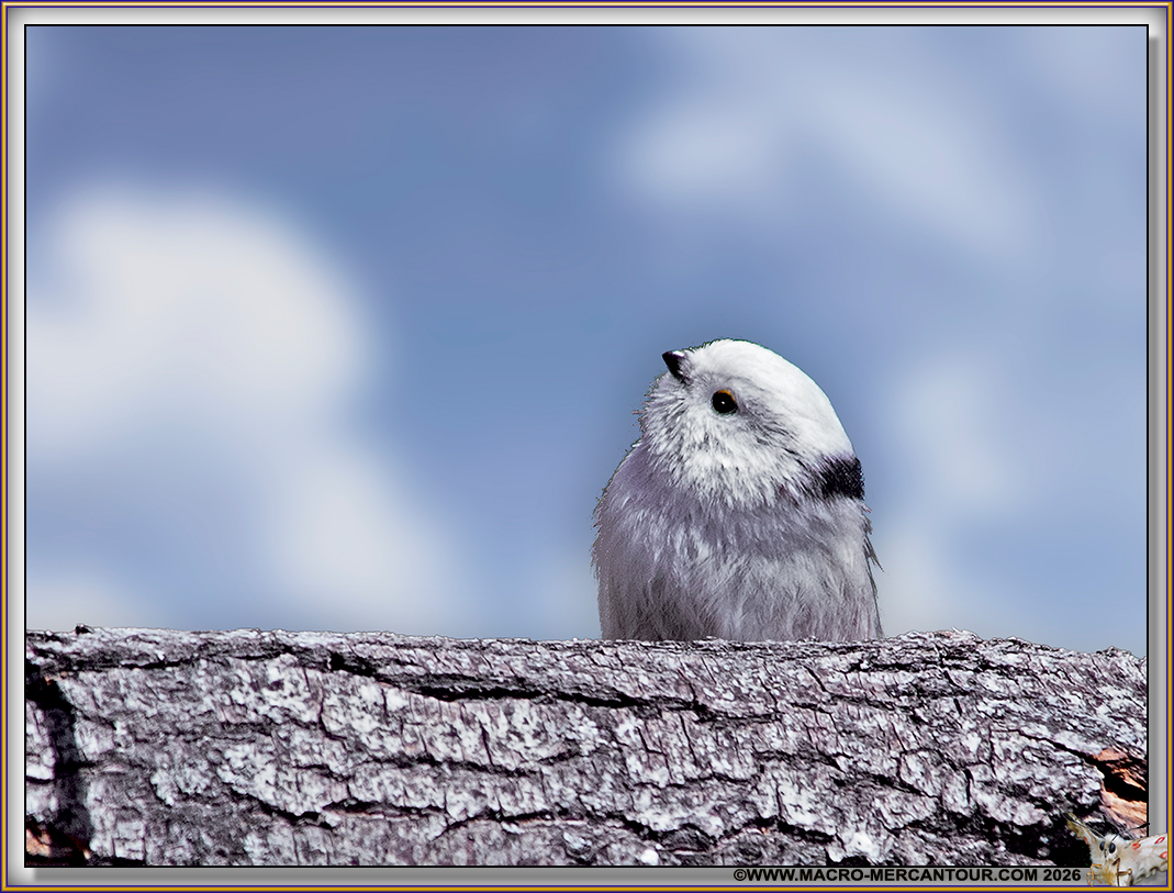 M&eacute;sange &agrave; longue queue